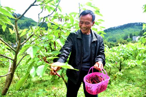石永镇聚焦产业支撑 激发乡村振兴新动能