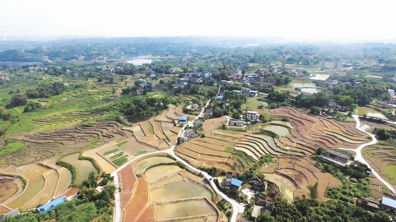 高标准农田插秧忙