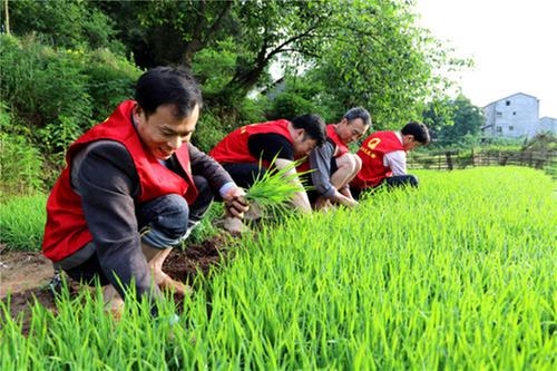 龙门峡南煤矿助耕插秧暖人心