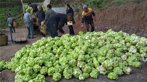 资阳农业农村经济实现开门红