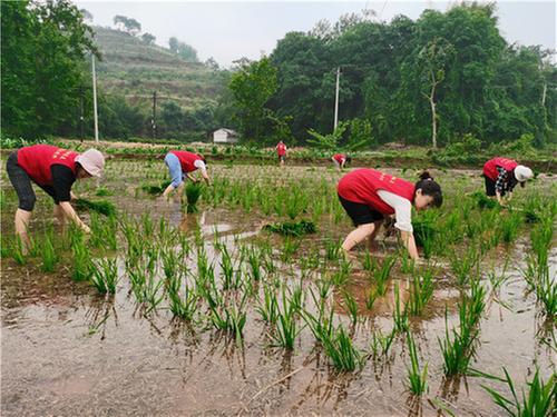 彭山区：插秧遇困难 青年来帮忙