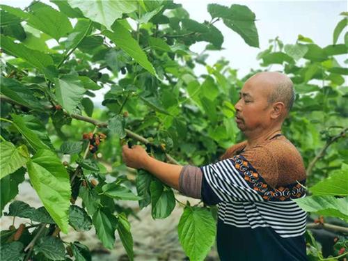 丹棱县发展桑葚特色产业 走出农旅融合发展新道路