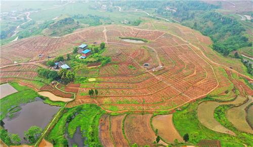 东岳镇：坡改梯治撂荒 兴产业添新绿