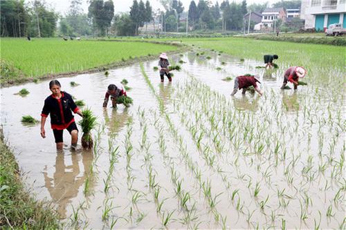 广安区：建粮油园区 互帮互助插秧忙