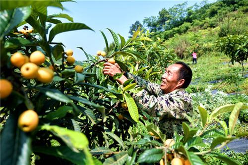 邻水县枇杷喜获丰收