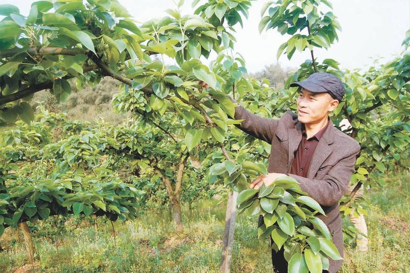 荒山变“金山” 黄金梨结出幸福果