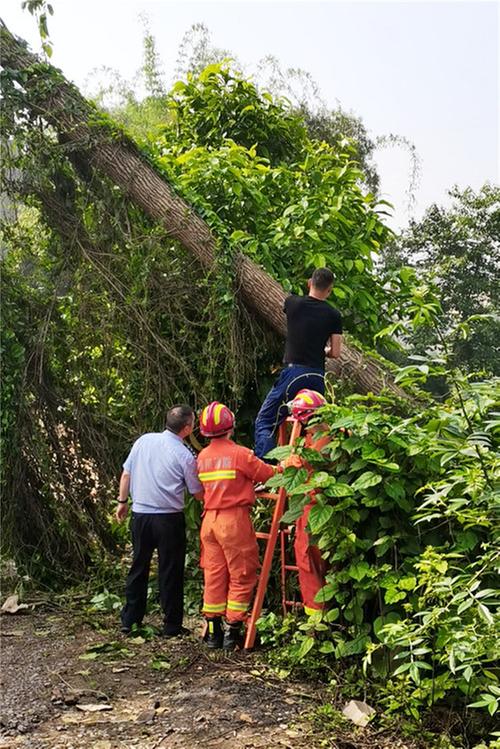 大树倾倒危及安全 华蓥民警出手解难