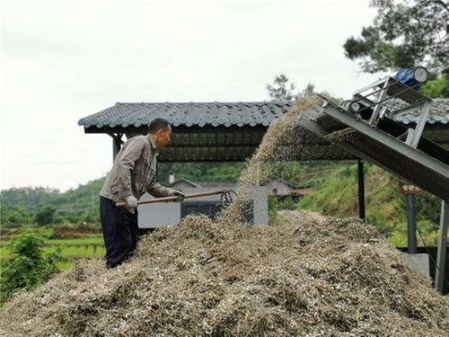 青神县“秸”尽其用 秸秆综合利用率达92.56%