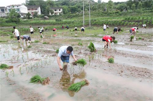 悦来镇：机关党员干部田间插秧助耕