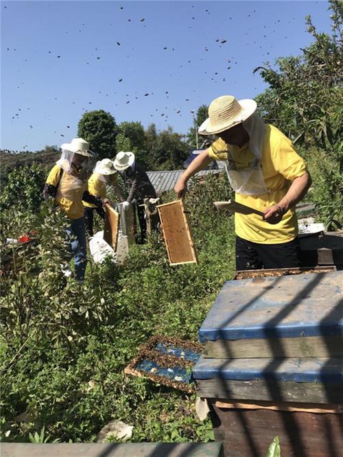 万胜镇：蜂农打造固定养蜂示范场