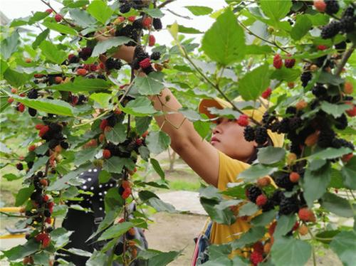 洪雅县：三产融合收获多  乡村振兴奏欢歌