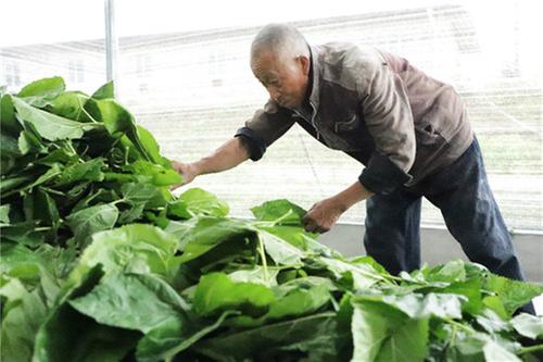 猛山乡双河村：蚕桑产业助力乡村振兴