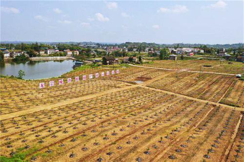 广安区：搭建平台优环境  筑巢引凤兴产业