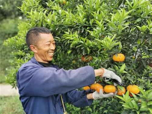 青神椪柑助力“椪”亮川果招牌