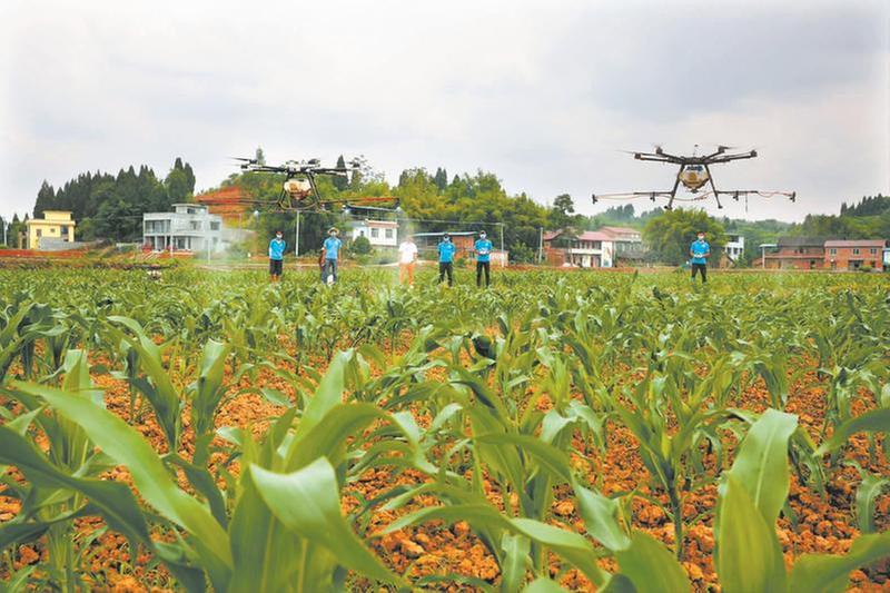 “小满”时节除虫忙