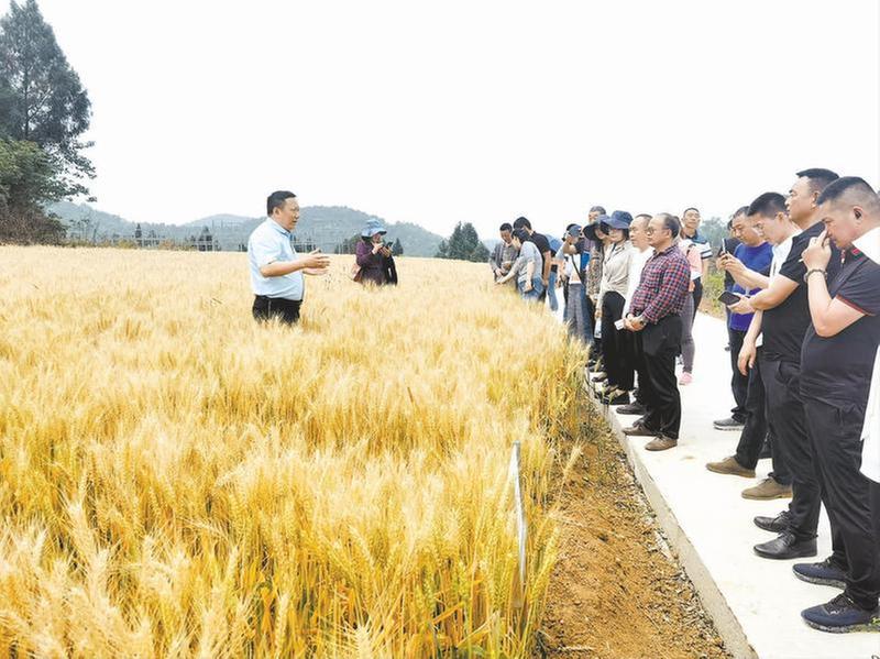 抗病又高产 做出的馒头更好吃