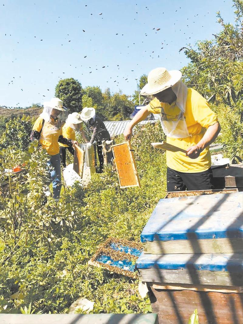 打造固定养蜂场 东坡蜂农做大做强“甜蜜”事业
