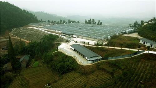 洪雅县：“三美”引领促发展  乡村振兴在路上