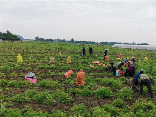 青神县青竹街道：程家嘴村合作社种植川芎 助群众致富增收