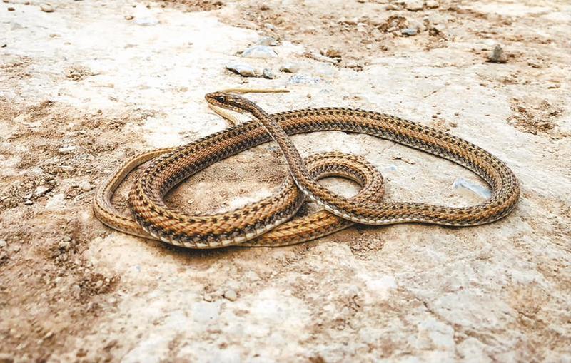 我国科学家在“世界内陆最低处”发现花条蛇属新种