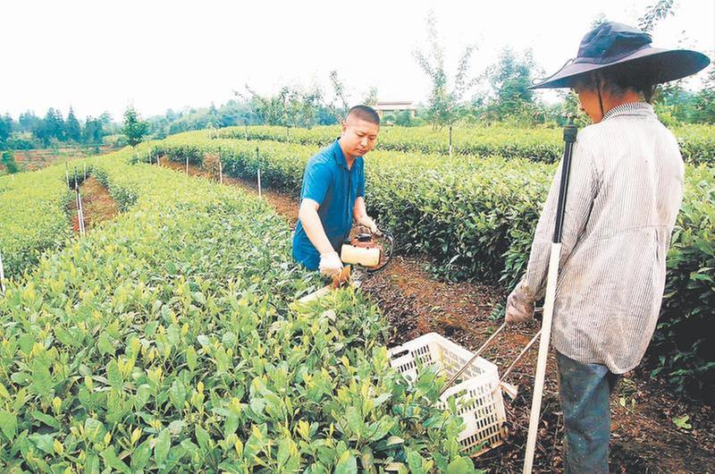 科技助力泸州茶商年收入超百万