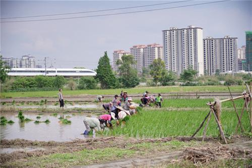 彭山区：又是一年“双抢”时节  田间地头插秧忙