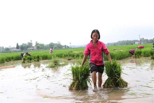 广安区水稻大户开荒杂草地助乡亲增收致富