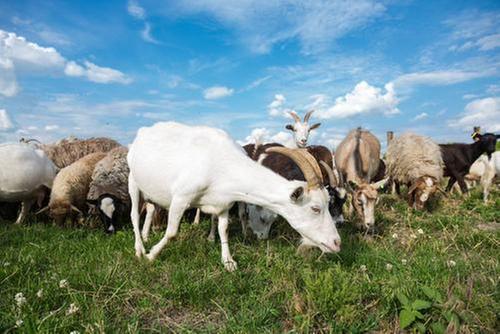 夏季如何让山羊增膘