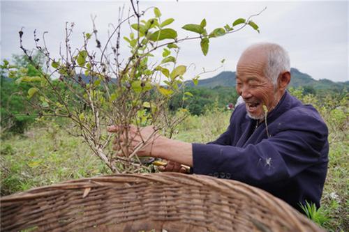 彭山区：党员带头发展产业  助力荒山变“金山”