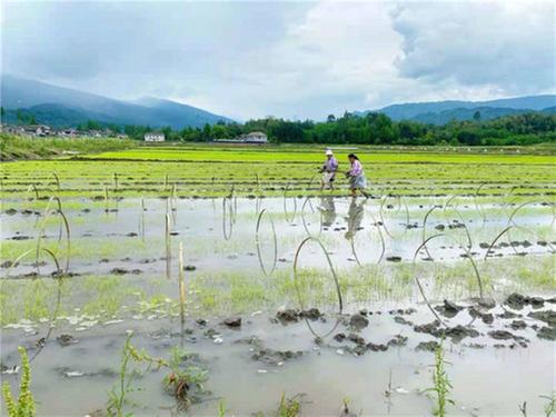 洪雅县：多举措筑牢粮食安全生产基石