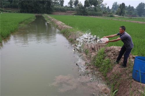 鱼苗投放正当时  肖溪镇稻渔综合种养助推乡村振兴