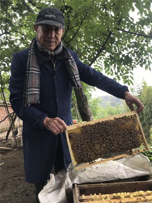 老汉深山居家养蜂  收入逾万元