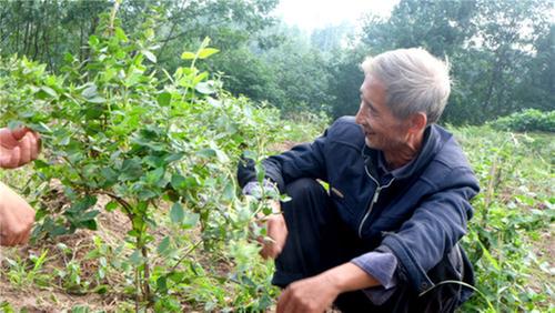 公义镇“马队长”让金银花变“金银”