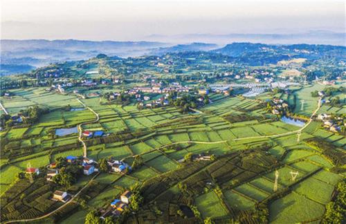 大安镇：高效推进现代农业园区建设助力乡村振兴