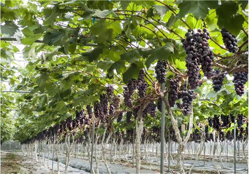 彭山区：激活机制让乡村更有活力