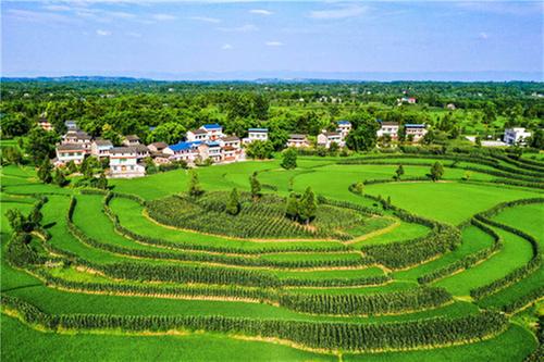 花桥镇：巧种“田坎玉米”助农增产增收