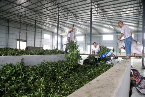 白马乡石河村小花椒做成致富奔康大产业