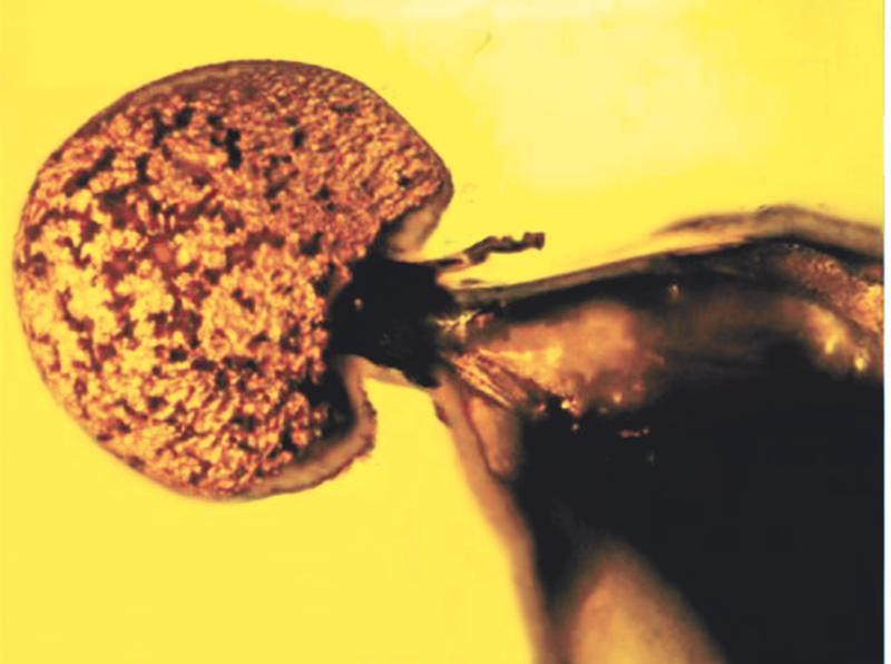 科学家在5000万年前蚂蚁化石上发现新蘑菇菌种