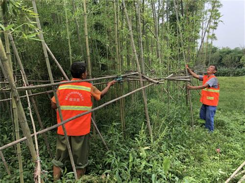 兰沟村：依托竹产业优势 跑出乡村振兴加速度