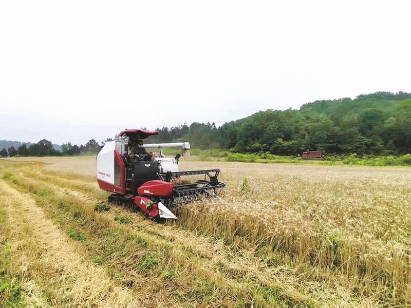 射洪市：唤醒“沉睡”荒地，为产业发展“蓄能”