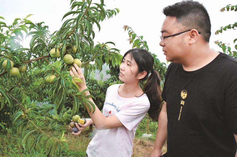 供不应求！红岩山的李子质优价俏