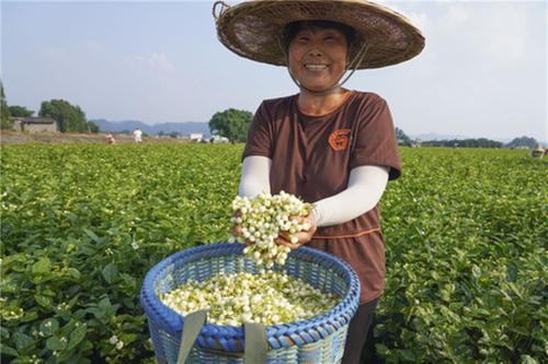 青神县兰沟村茉莉花田进入收获季