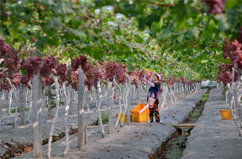 彭山区：种最好的葡萄 过向往的生活
