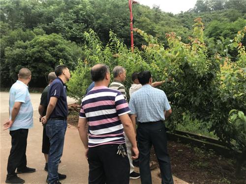 青神县：村子合并 集体经济更添动力