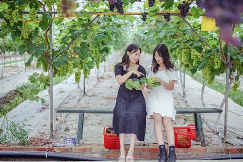 彭山区：葡萄园里采摘乐