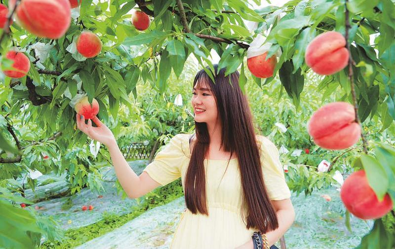 西充10万亩香桃成熟——桃花源里话丰年