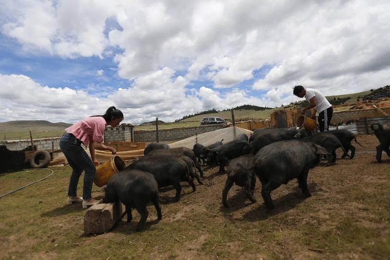 “90后”山里养猪一年出栏超千头