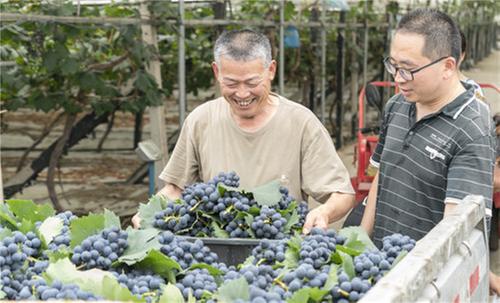 第十二届彭山葡萄节开幕 