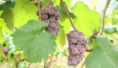 岳池县：葡萄喜丰收 游客采摘忙