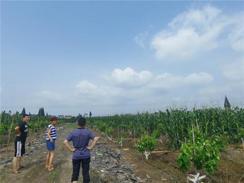 公义镇：实地验收玉米和黄豆套种成效